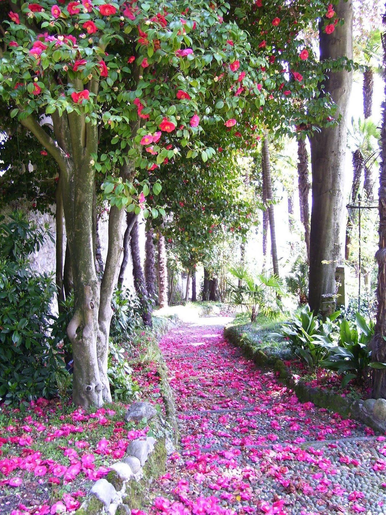 Villa La Mirabella Cadenabbia Bagian luar foto